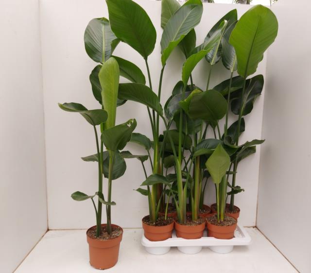 STRELITZIA NICOLAI