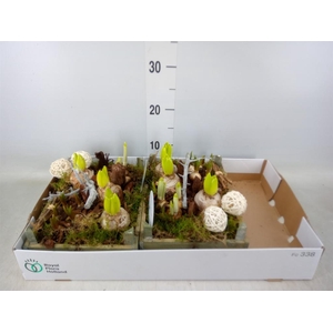 Arr.   Bol/Knolgewas L%