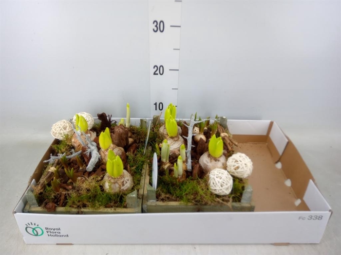 <h4>Arr.   Bol/Knolgewas L%</h4>