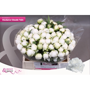 Paeonia Madame Claude Tain