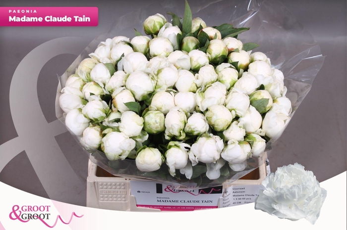 <h4>Paeonia Madame Claude Tain</h4>