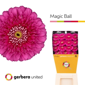 Ge Gr Pomponi Magic Ball Diamond United