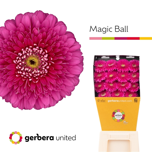 <h4>Ge Gr Pomponi Magic Ball Diamond United</h4>