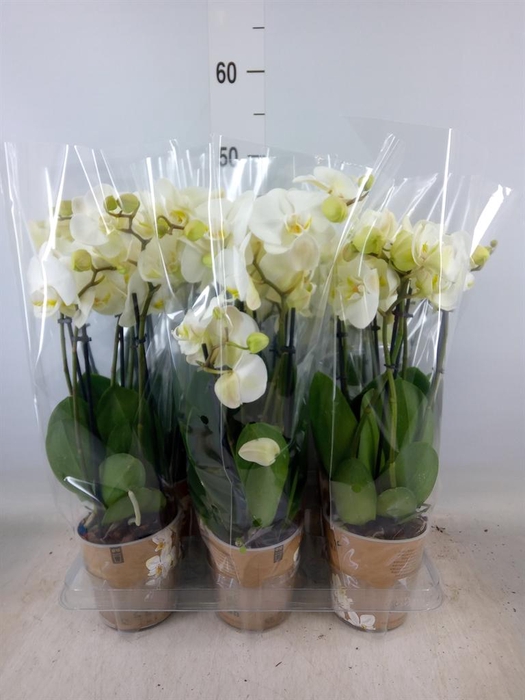 <h4>Phalaenopsis   ...white</h4>