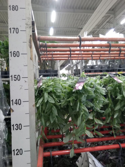 <h4>Tradescantia albif. 'Albovittata'</h4>