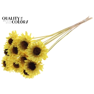 Shola Daisy Sunflower 6cm on stem Yellow