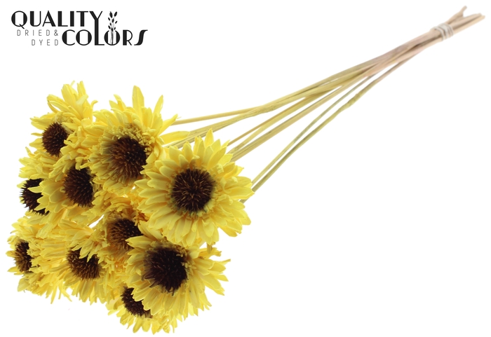 Shola Daisy Sunflower 6cm on stem Yellow