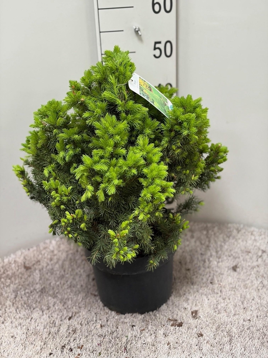 <h4>PICEA GL DECEMBER</h4>