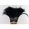 Dried Stipa Feather Black P Stem