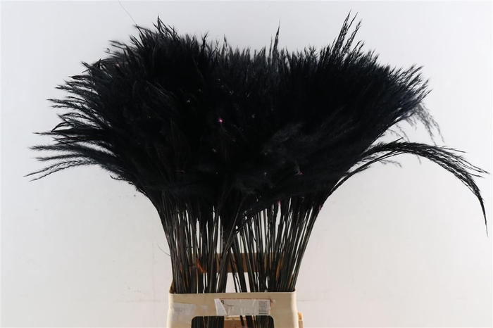 Dried Stipa Feather Black P Stem