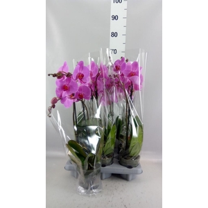 Phalaenopsis   ...rose