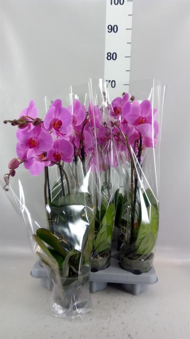 <h4>Phalaenopsis   ...rose</h4>