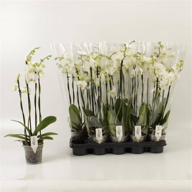 <h4>PHAL OV WIT</h4>