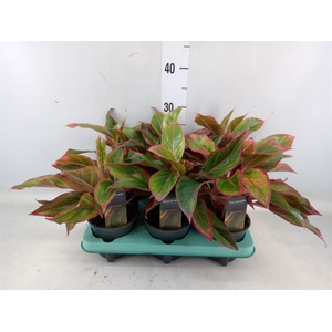 Aglaonema  'Crete'