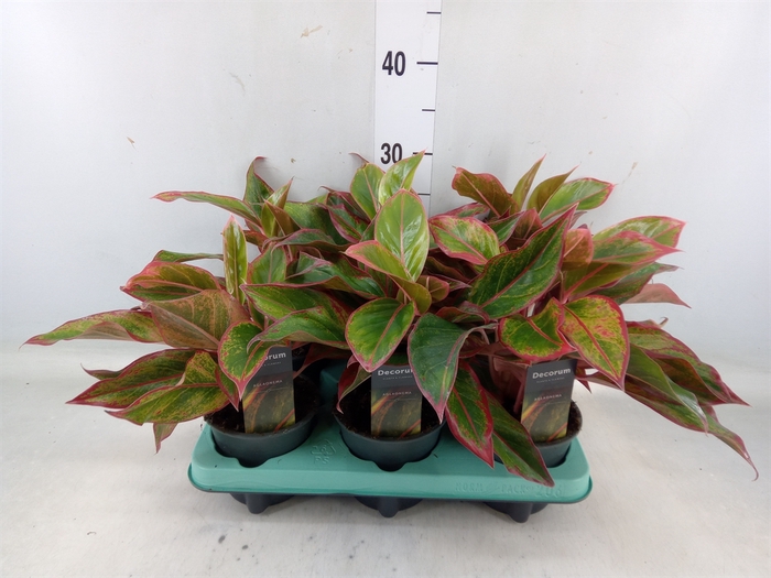 <h4>Aglaonema  'Crete'</h4>