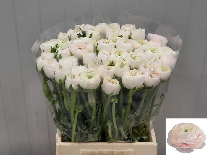 <h4>RAN SU HANOI</h4>