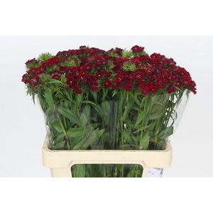 Dianthus Br Baron