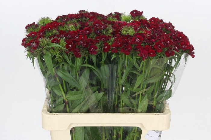 <h4>Dianthus Br Baron</h4>
