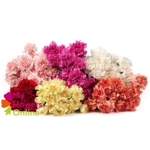 Di St Assorted Mixed 75cm CO
