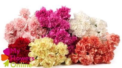 <h4>Di St Assorted Mixed 75cm CO</h4>