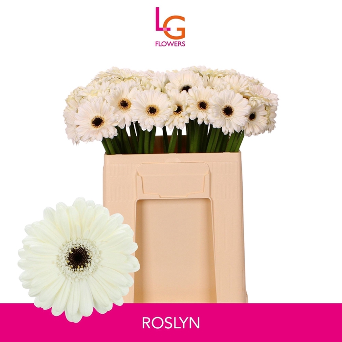 <h4>GE MI ROSLYN</h4>