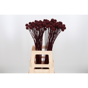 Craspedia Kl Bh Bordeaux Xl