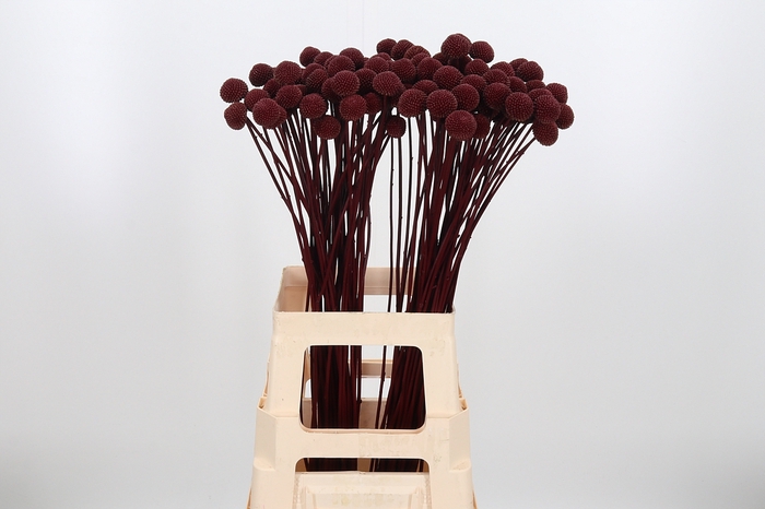 <h4>Craspedia Kl Bh Bordeaux Xl</h4>