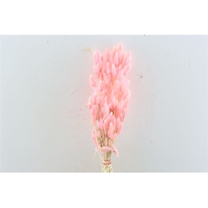 Dried Lagurus Bl Light Pink Bunch
