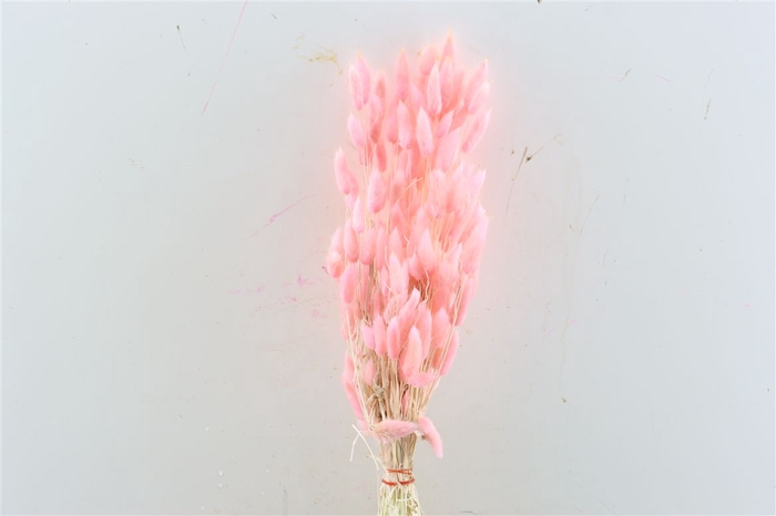 <h4>Dried Lagurus Bl Light Pink Bunch</h4>