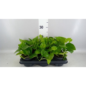 Epipremnum pinn. 'Global Green'