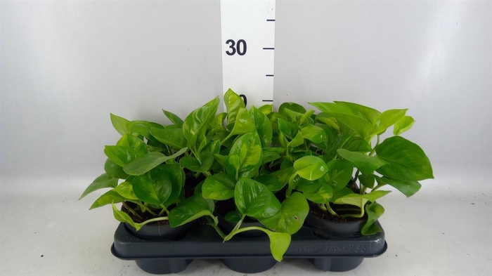 <h4>Epipremnum pinn. 'Global Green'</h4>