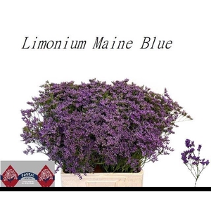 LIM MAINE BLUE