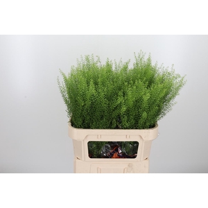 Lepidium Green Bell