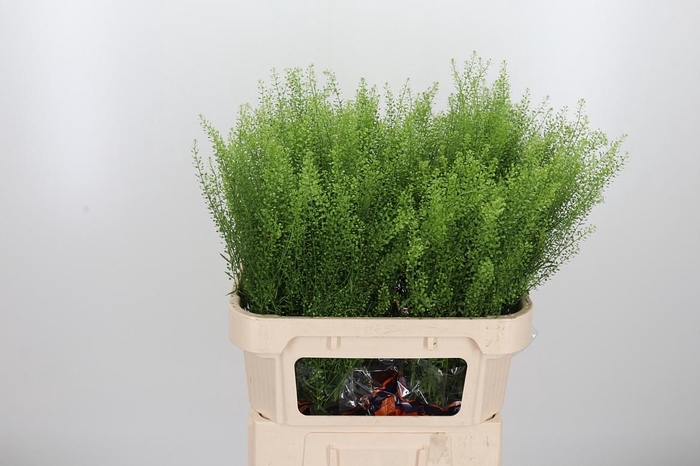 <h4>Lepidium Green Bell</h4>