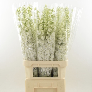 Delphinium Snow White