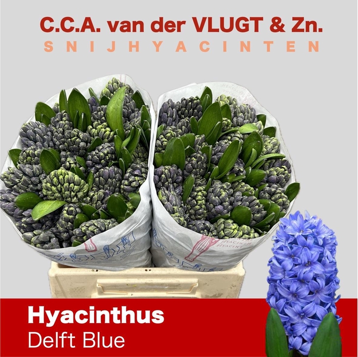 <h4>HYAC DELFT BLUE</h4>