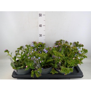 Pulmonaria longifolia