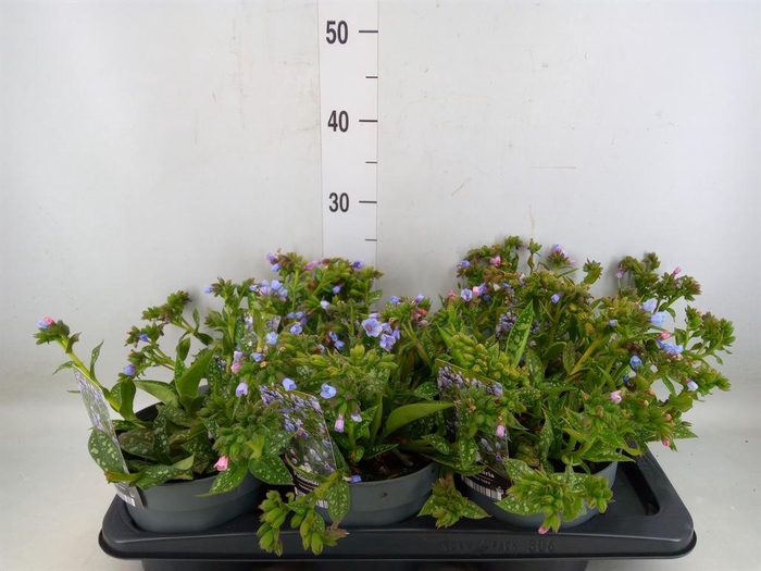 <h4>Pulmonaria longifolia</h4>