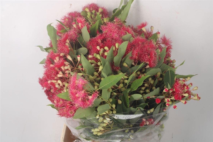 <h4>Euc Cinesio Flower Per Bunch</h4>
