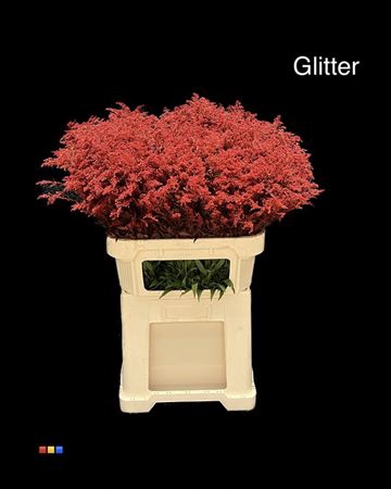 Solidago Red + Glitter 80cm Bio