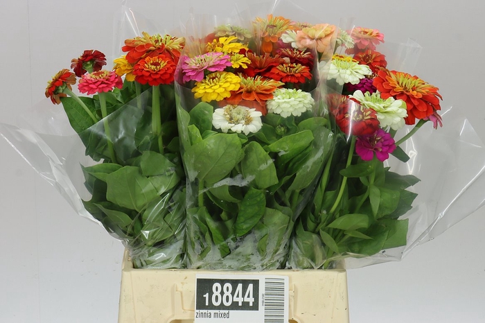 Zinnia Mixed