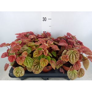 Peperomia caperata 'Quito'