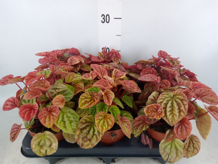 <h4>Peperomia caperata 'Quito'</h4>