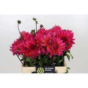 Dahlia Pink Punk