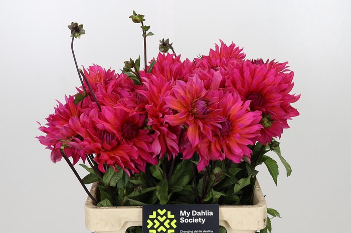 <h4>Dahlia Pink Punk</h4>
