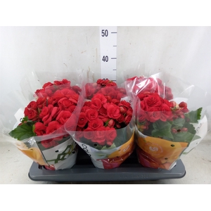 Begonia elat. DU 'Baladin'