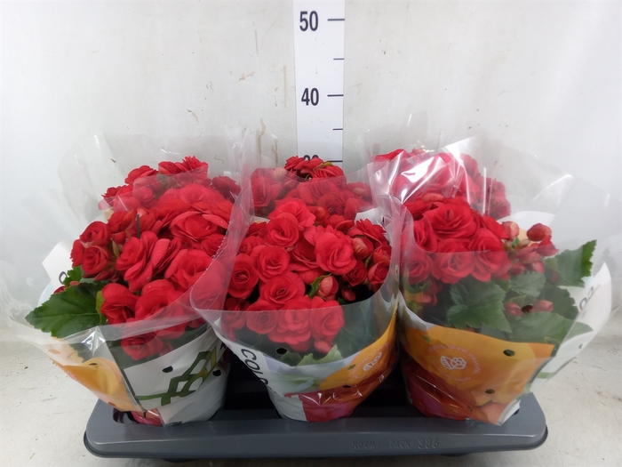<h4>Begonia elat. DU 'Baladin'</h4>