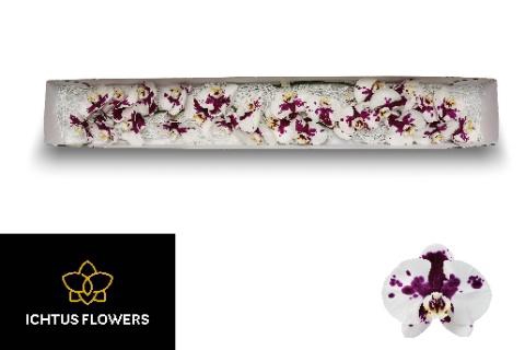 <h4>PHAL KIMBERLEY</h4>