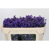 Aster Baby Parade