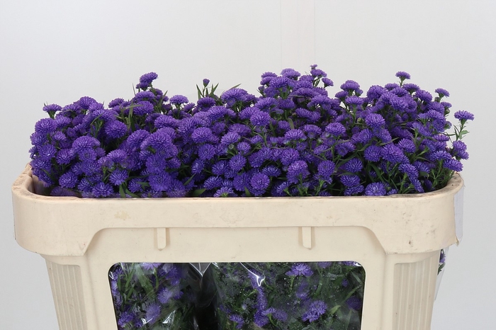 <h4>Aster Baby Parade</h4>